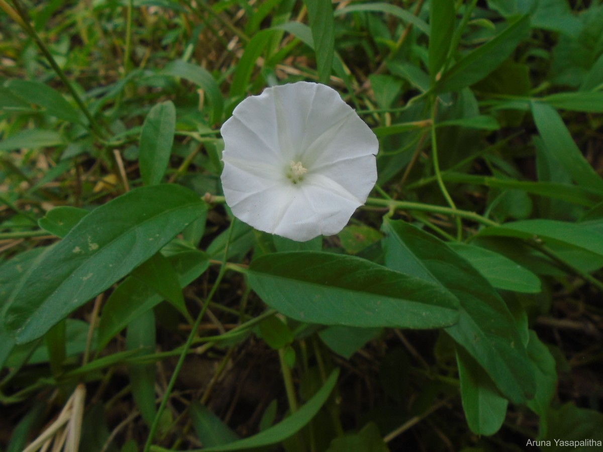 Aniseia martinicensis (Jacq.) Choisy